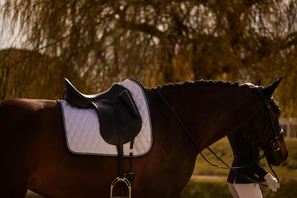 Caballo